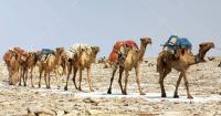 55206904 danakil ethiopie 28 mars l eleveur afar conduit une caravane dromadaire chargee de dalles de sel d